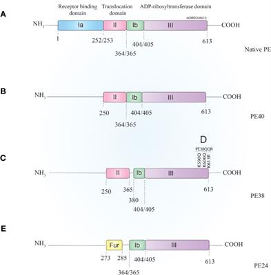 Pseudomonas Exotoxin-Based Immunotoxins: Over Three Decades of Efforts on Targeting Cancer Cells With the Toxin